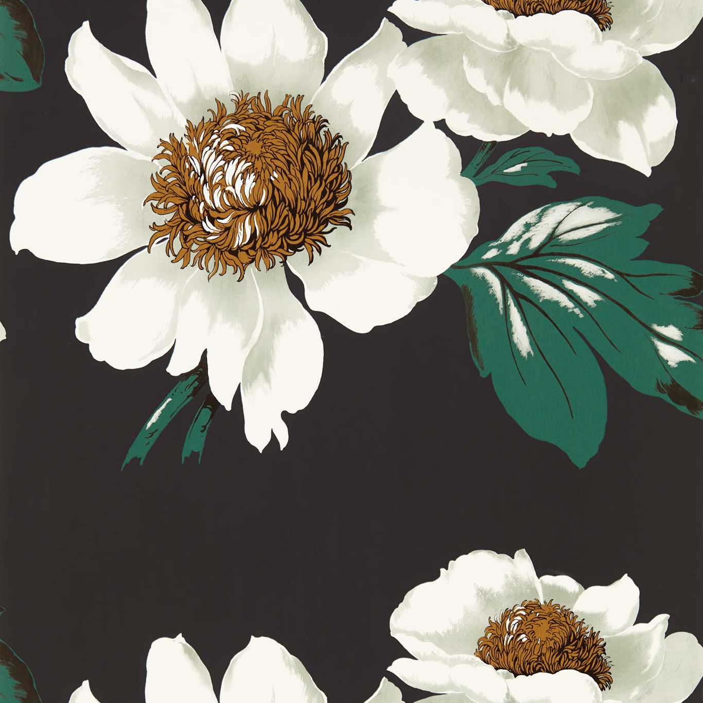 Paeonia  112841